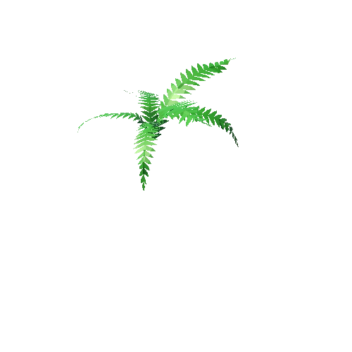 Jungle_fern