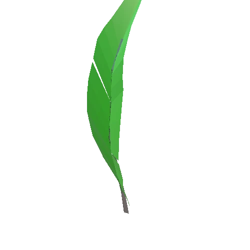 Palm_02_leaf