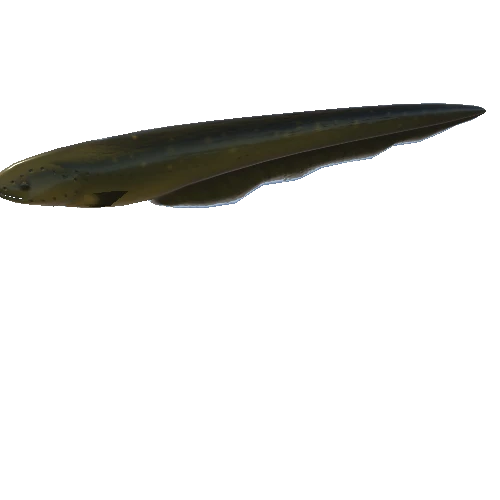 eel